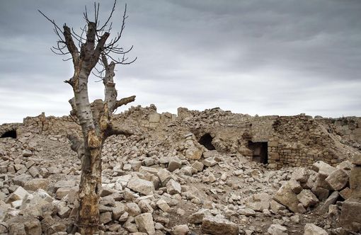 A walnut tree stripped of its branches stands in the rubble of the Kalat al-Numan citadel, originally built during the Roman era some 2000-years-ago, after allegedly being bombed several times by the Syrian air force
